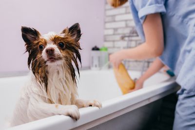 Pet Grooming and Pet Sitting Insurance in Round Rock, TX by Lawhorn & Moore Insurance