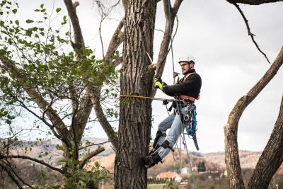 Tree Trimming Insurance in Round Rock, TX by Lawhorn & Moore Insurance